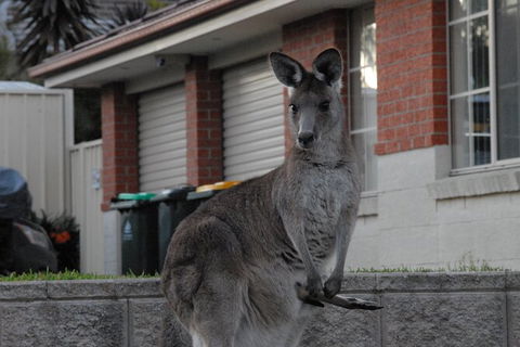 Urban Kangaroos - Hotel WA 5