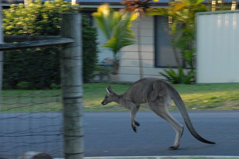 Urban Kangaroos - Hotel WA 3