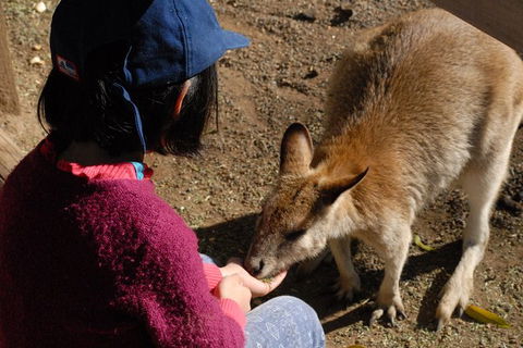 Blue Mountains Highlights & Featherdale Wildlife Park - Hotel WA 6