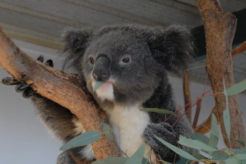 Blue Mountains Highlights & Featherdale Wildlife Park - Hotel WA 1