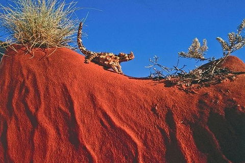 Alice Springs, Uluru Ayers Rock & Kings Canyon 8 Days Touring Package - Hotel WA 4