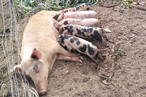 Full-Day Private Guided Tour To Litchfield National Park - Hotel WA 2