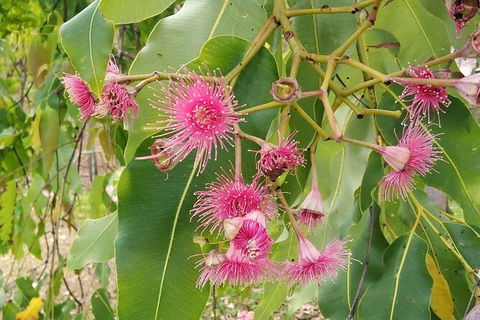 Full-Day Private Guided Tour To Litchfield National Park - Hotel WA 5