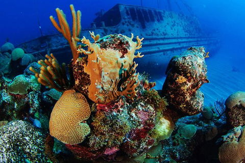 PADI Diving Courses On The Gold Coast - Hotel WA 3