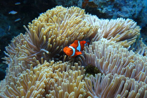 PADI Diving Courses On The Gold Coast - Hotel WA 4