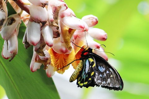 Australian Butterfly Sanctuary- Virtual Interactive Tour With Private Guide - Hotel WA 7
