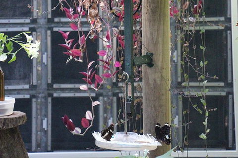 Australian Butterfly Sanctuary- Virtual Interactive Tour With Private Guide - Hotel WA 6