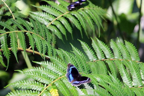 Australian Butterfly Sanctuary- Virtual Interactive Tour With Private Guide - Hotel WA 3