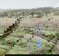 Armagh Vineyard Exclusive wine experience and lunch - Hotel WA