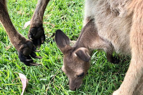 Coffin Bay Oysters, Ocean & Nature Tour - Hotel WA 10