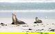 Kangaroo Island Personal Group Tours - thumb 0