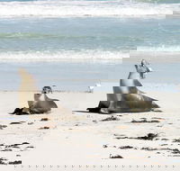 Kangaroo Island Personal Group Tours - Hotel WA