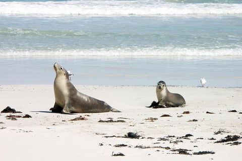 Kangaroo Island Personal Group Tours - Hotel WA 0