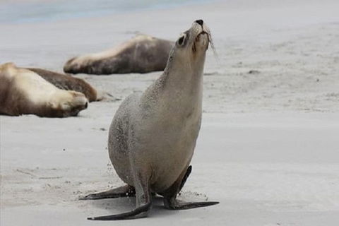 Kangaroo Island Personal Group Tours - Hotel WA 1