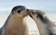 2 Day Ultimate Kangaroo Island With Return Ferry - thumb 6