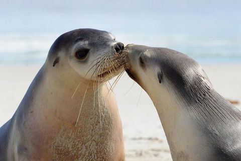 2 Day Ultimate Kangaroo Island With Return Ferry - Hotel WA 6