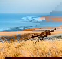 2-Day Kangaroo Island Safari from Adelaide - Hotel WA