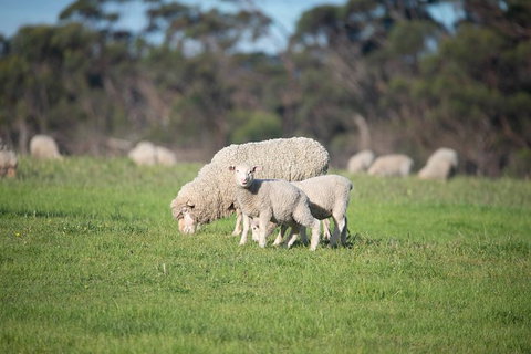 Fine Flavours - Full Day Kangaroo Island Food & Wine Tour - Hotel WA 9