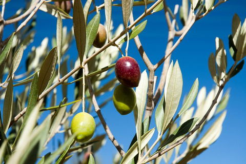 Fine Flavours - Full Day Kangaroo Island Food & Wine Tour - Hotel WA 3