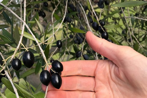 Fine Flavours - Full Day Kangaroo Island Food & Wine Tour - Hotel WA 4