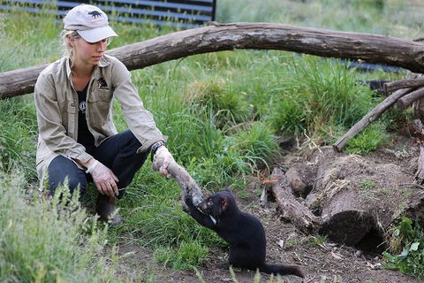 After Dark Tasmanian Devil Feeding Tour At Cradle Mountain - Hotel WA 3