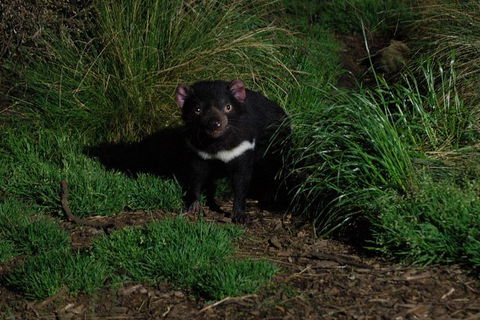 After Dark Tasmanian Devil Feeding Tour At Cradle Mountain - Hotel WA 1