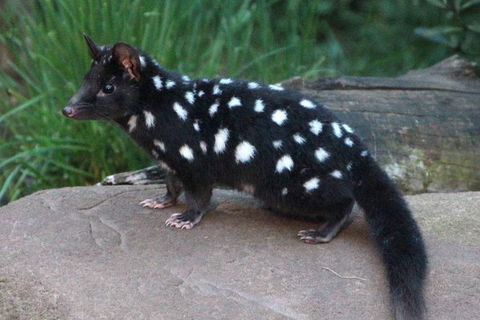 After Dark Tasmanian Devil Feeding Tour At Cradle Mountain - Hotel WA 5