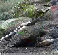 After Dark Tasmanian Devil Feeding Tour at Cradle Mountain - Hotel WA