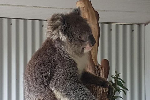 Shore Excursion: Coast, Caves And Wildlife Park - 8 Hour Tour - Hotel WA 11