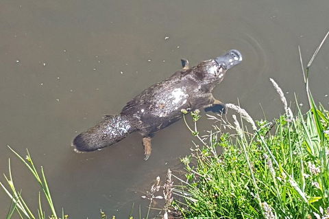 Shore Excursion: Coast, Caves And Wildlife Park - 8 Hour Tour - Hotel WA 1