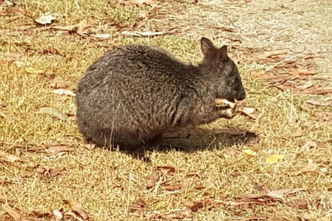 Shore Excursion: Coast, Caves And Wildlife Park - 8 Hour Tour - Hotel WA 3