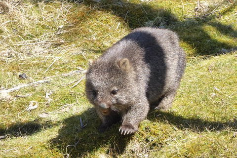 Shore Excursion: Coast, Caves And Wildlife Park - 8 Hour Tour - Hotel WA 6