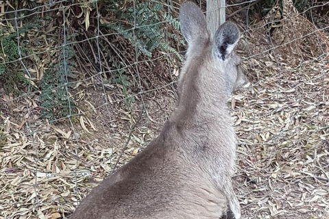 Shore Excursion: Coast, Caves And Wildlife Park - 8 Hour Tour - Hotel WA 9