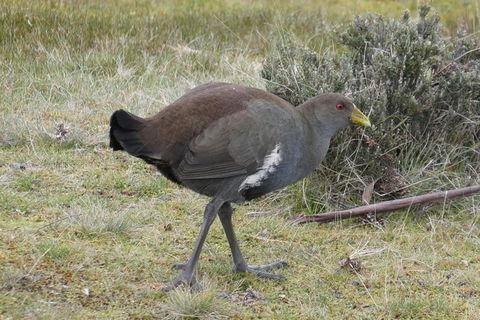 Shore Excursion: Coast, Caves And Wildlife Park - 8 Hour Tour - Hotel WA 2