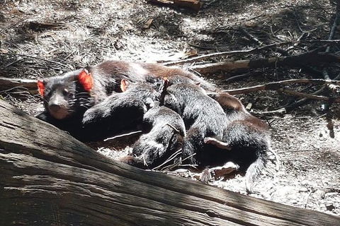 Shore Excursion: Coast, Caves And Wildlife Park - 8 Hour Tour - Hotel WA 14