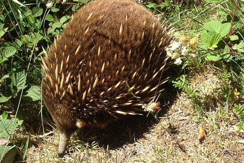 Shore Excursion: Coast, Caves And Wildlife Park - 8 Hour Tour - Hotel WA 18