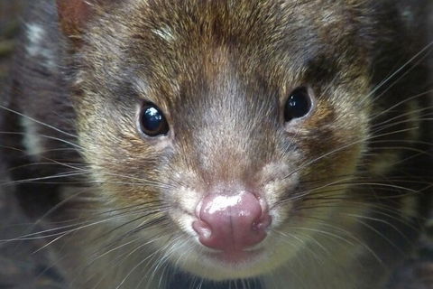1-Hour Tasmanian Devil Feeding Day Tour At Cradle Mountain - Hotel WA 2