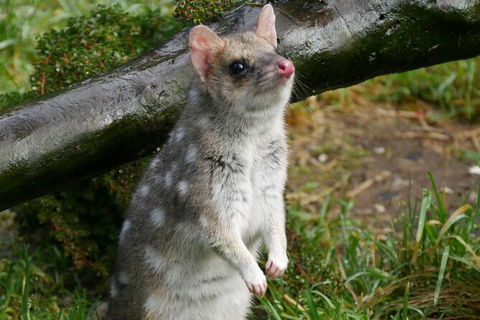 1-Hour Tasmanian Devil Feeding Day Tour At Cradle Mountain - Hotel WA 3