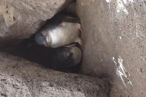 Food Tour Melbourne - St Kilda - Hotel WA 4