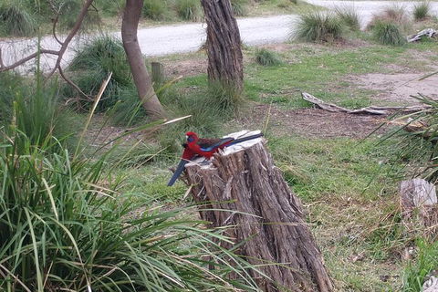 Wilsons Promontory Brainstorming Escape - Hotel WA 5