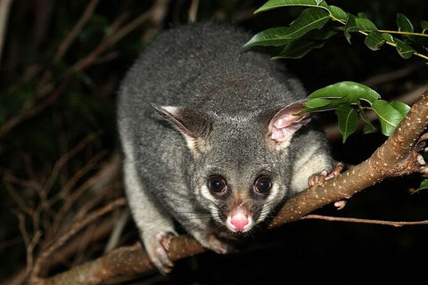 Wilsons Promontory Brainstorming Escape - Hotel WA 3