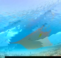 Marine Eco Safari - Swim with Manta Rays - Hotel WA