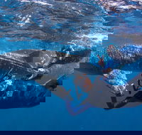 Whale Shark Safari - Hotel WA