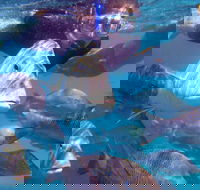 Coral Bay 2-Hour Coral Viewing and Snorkeling - Hotel WA