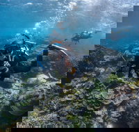 Ningaloo Adventure and Manta Ray Tour - Hotel WA