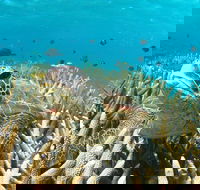 Coral Bay 3-Hour Turtle Ecotour - Hotel WA