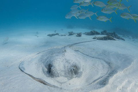 Coral Bay 3-Hour Turtle Ecotour - Hotel WA 2