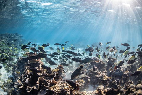 Coral Bay 3-Hour Turtle Ecotour - Hotel WA 5