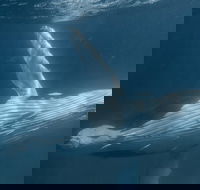 Humpback Whale Safari - Hotel WA