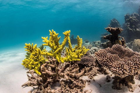 Coral Bay 1-Hour Coral Viewing - Hotel WA 4